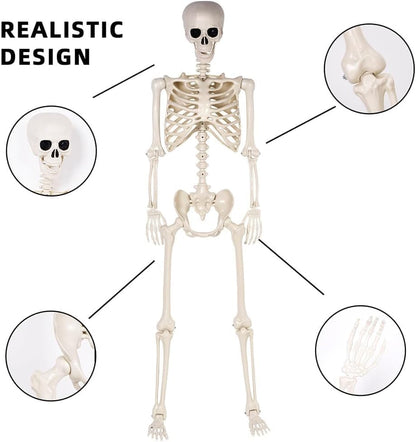 36" Halloween Skeleton - 3 ft Life Size Human Skeleton with Full Body Posable Joints - Spooky Scary Plastic Skeletons for Outdoor Decoration, Halloween Party Decor, Haunted House Props