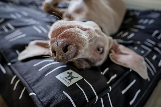 Molly Mutt Medium to Large Dog Bed Cover - Dreams - Measures 27”x36”x5’’ - 100% Cotton - Durable - Breathable - Sustainable - Machine Washable Dog Bed Cover