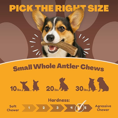 WhiteTail Naturals - Antlers for Small Dogs (10 Pack) Deer Antler Dog Chew Bones for Small Aggressive Chewers - Long Lasting Horn Chew Toys - Naturally Shed