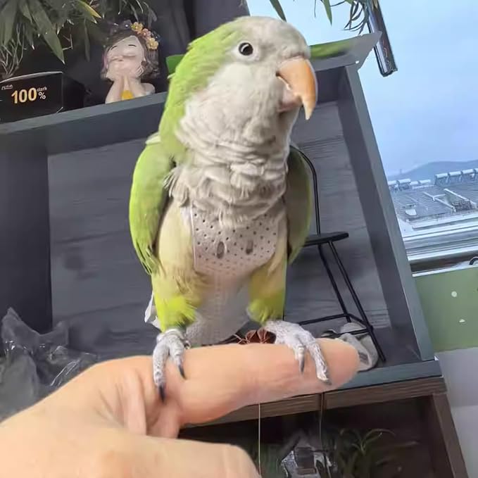 Premium Genuine Cowhide Bird Flight Harness Anti Bite Breathable Parrot Diaper Parrot Suit with Leash for Parakeet Conure Quaker Flying Clothes Rope and Handle (with Leash,Medium)