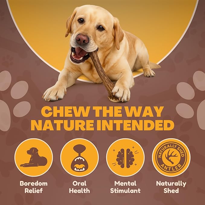 WhiteTail Naturals - Deer Antlers for Large Dogs - Long Lasting Antler Dog Chews - Crafted in USA, Naturally Shed Antler Dog Bones for Aggressive Chewers (Large (Pack of 1))