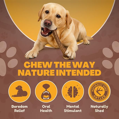 WhiteTail Naturals - Deer Antlers for Large Dogs - Long Lasting Antler Dog Chews - Crafted in USA, Naturally Shed Antler Dog Bones for Aggressive Chewers (Large (Pack of 1))