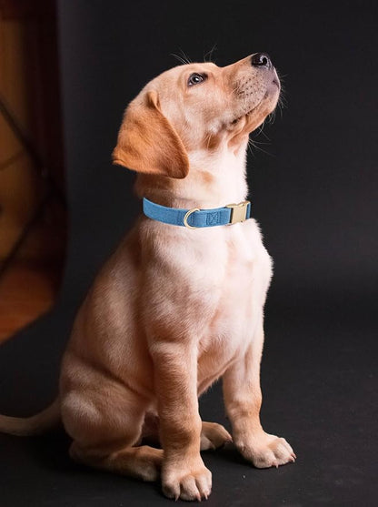 Soft Cotton Dog Collar with Metal Buckle Adjustable Heavy Duty Comfy Corduroy Collars for Small Medium Large Dogs,Blue,Small