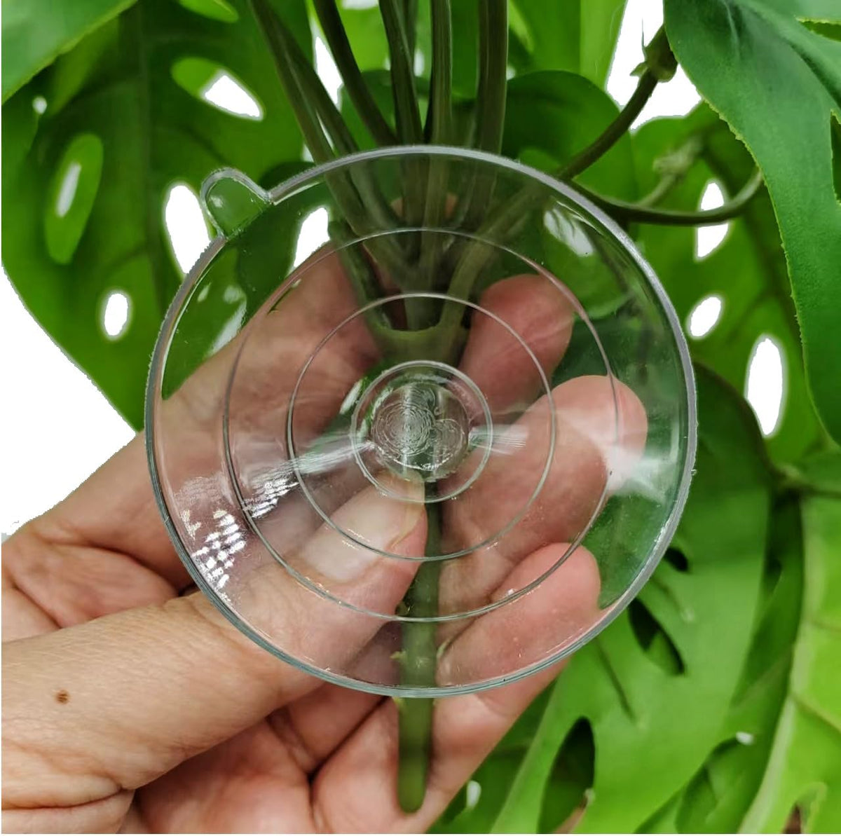 Reptile Plants for Terrarium Decor, Amphibian Habitat Decor, Reptile Tank Accessories, Artificial Hanging Plants with Suction Cup-2 Packs (Swiss Cheese)