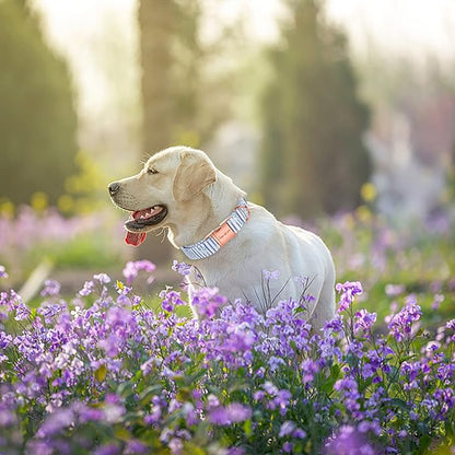 Unique style paws Dog Collar Metal Buckle Blue Striped Flower Collar Gift Durable Cute Collar for Small Medium Large Boys Girls Dogs