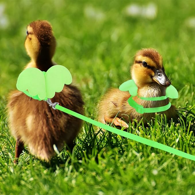 KAMA BRIDAL Duck Walking Harness and Leash Chicken Duck Outdoor Training Rope Adjustable Rope for Pet Poultry Hen Cock (M, Green)