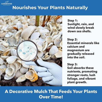 Natural Organic Sea Shell Mulch for Gardens and Landscaping – Decorative and Nutrient-Rich, 0.5–3-Inch Shells, Perfect for Indoor and Outdoor Use (2 CF - 56 L - 60 QTS)