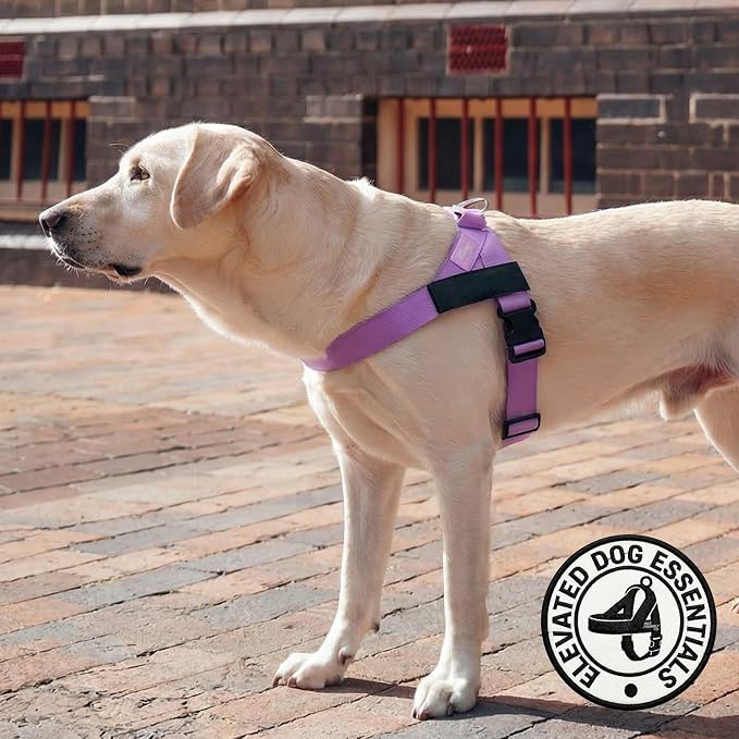 Dog Friendly Co. Dog Harness for Large Dogs (Purple, Large) | One Click Buckle, Chafe Resistant Webbing, Adjustable Neck & Chest, and Heavy Duty D-Ring, Sturdy Comfortable and Easy to Use