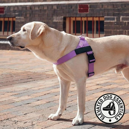 Dog Friendly Co. Dog Harness for Large Dogs (Purple, Large) | One Click Buckle, Chafe Resistant Webbing, Adjustable Neck & Chest, and Heavy Duty D-Ring, Sturdy Comfortable and Easy to Use