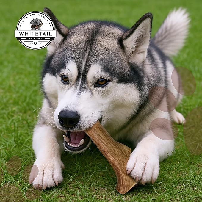 WhiteTail Naturals - Deer Antlers for Large Dogs - Long Lasting Antler Dog Chews - Crafted in USA, Naturally Shed Antler Dog Bones for Aggressive Chewers (Large (Pack of 2))