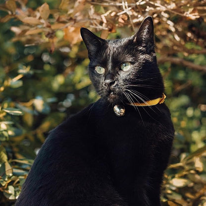 Beau's Bells V2 | Cat & Dog Collar Bells with New Quick Loop Easy Release Clip | Handmade Copper | Track Your Pet | Protect Wildlife