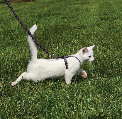 PetSafe Come with Me Kitty Harness and Bungee Cat Leash, Black, Small | Adjustable 2-Point Fit Applies Gentle Pressure to Shoulders, Not Neck, for Kittens and Small Cats with 9 in - 11 in Girth
