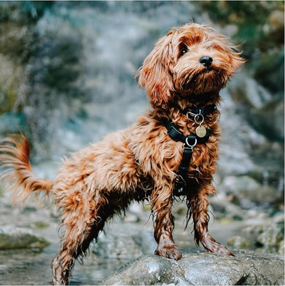Blue-9 Buckle-Neck Balance Harness, Fully Customizable Fit No-Pull Harness, Ideal for Dog Training and Obedience, Made in The USA, Orange, Large